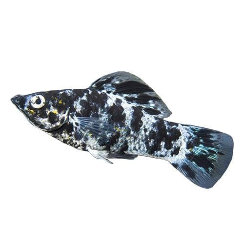 the-fish-farm Molly Molly - Marble 5cm Marble Molly 5cm - The Fish Farm