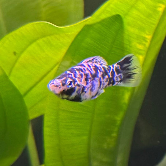the-fish-farm Molly Molly - Marble 5cm Marble Molly 5cm - The Fish Farm