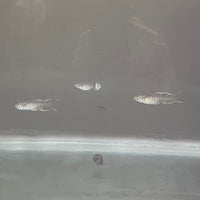the-fish-farm Native Pacific Blue Eyes 1.5-3cm Pacific Blue Eyes - The Fish Farm
