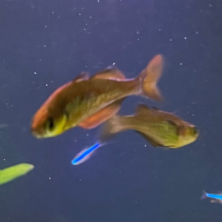 the-fish-farm Native Red Rainbow 5cm Red Rainbow 5cm - The Fish Farm