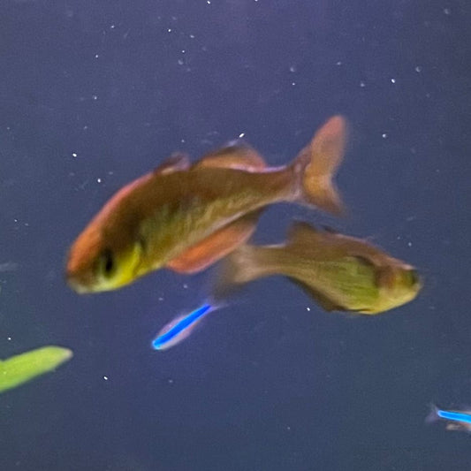 the-fish-farm Native Red Rainbow 5cm Red Rainbow 5cm - The Fish Farm