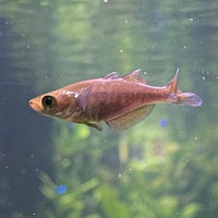 the-fish-farm Native Red Rainbow 5cm Red Rainbow 5cm - The Fish Farm