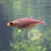 the-fish-farm Native Red Rainbow 5cm Red Rainbow 5cm - The Fish Farm