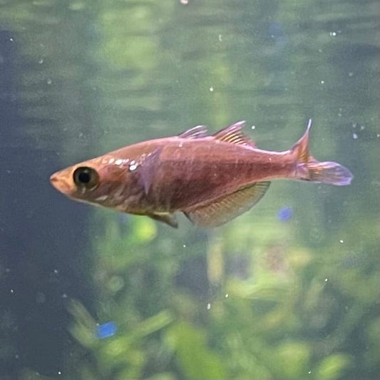 the-fish-farm Native Red Rainbow 5cm Red Rainbow 5cm - The Fish Farm