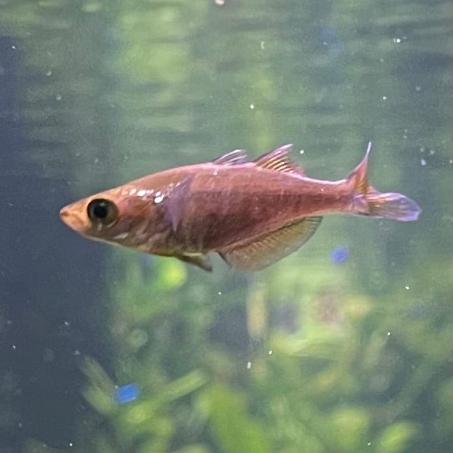 the-fish-farm Native Red Rainbow 5cm Red Rainbow 5cm - The Fish Farm