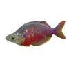 the-fish-farm Native Red Rainbow 5cm Red Rainbow 5cm - The Fish Farm