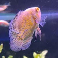 the-fish-farm Oscar Albino Tiger Oscar Albino Tiger Oscar - The Fish Farm