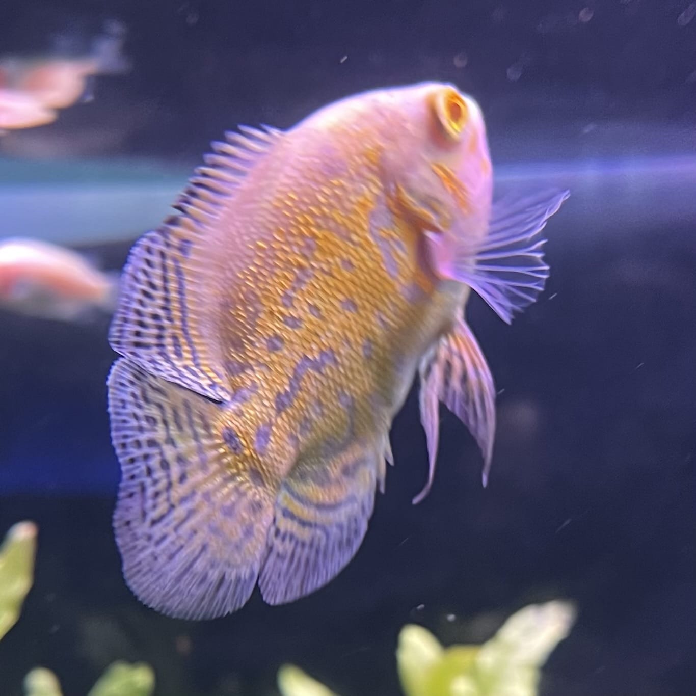 the-fish-farm Oscar Albino Tiger Oscar Albino Tiger Oscar - The Fish Farm