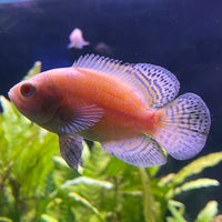 the-fish-farm Oscar Albino Tiger Oscar Albino Tiger Oscar - The Fish Farm