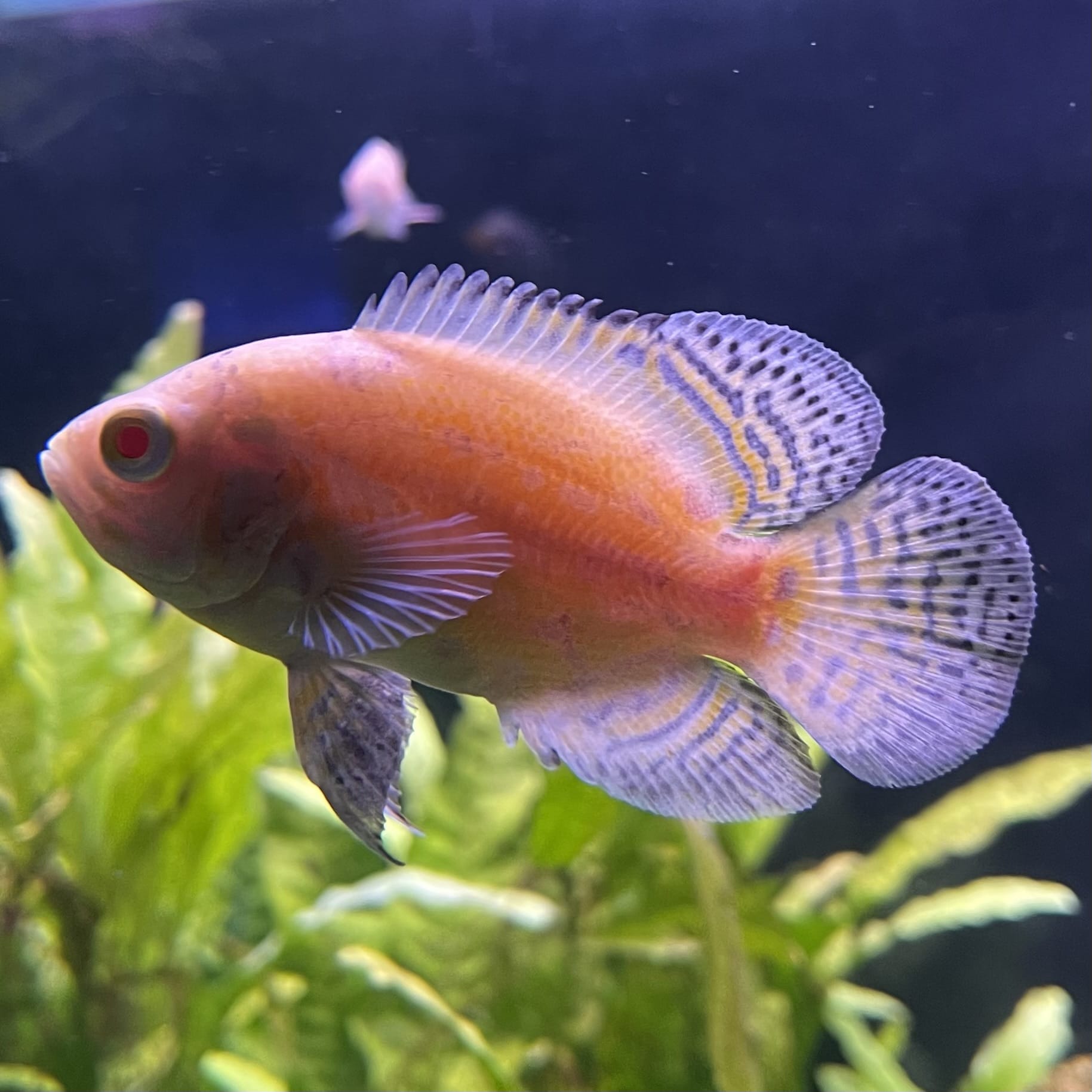the-fish-farm Oscar Albino Tiger Oscar Albino Tiger Oscar - The Fish Farm
