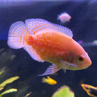 the-fish-farm Oscar Albino Tiger Oscar Albino Tiger Oscar - The Fish Farm