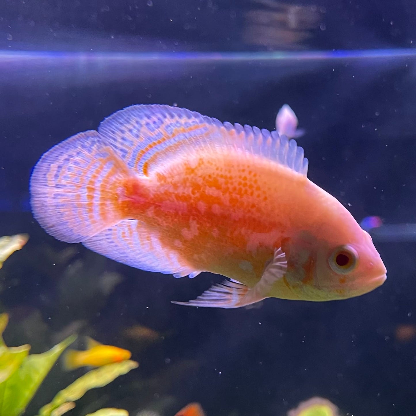 the-fish-farm Oscar Albino Tiger Oscar Albino Tiger Oscar - The Fish Farm