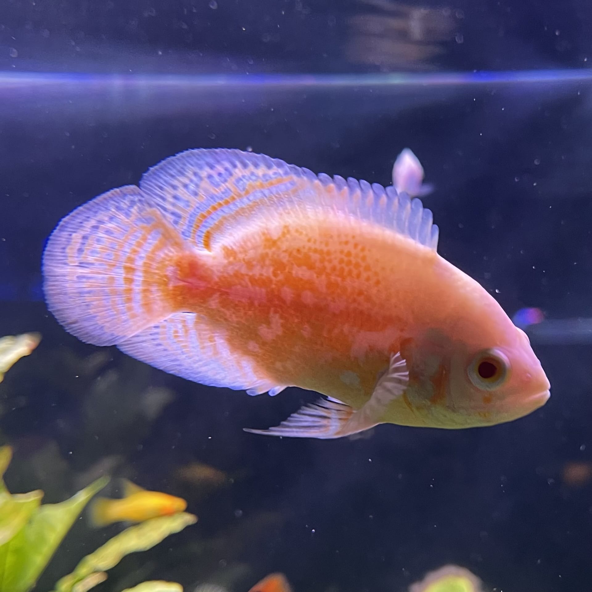 the-fish-farm Oscar Albino Tiger Oscar Albino Tiger Oscar - The Fish Farm