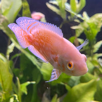 the-fish-farm Oscar Albino Tiger Oscar Albino Tiger Oscar - The Fish Farm