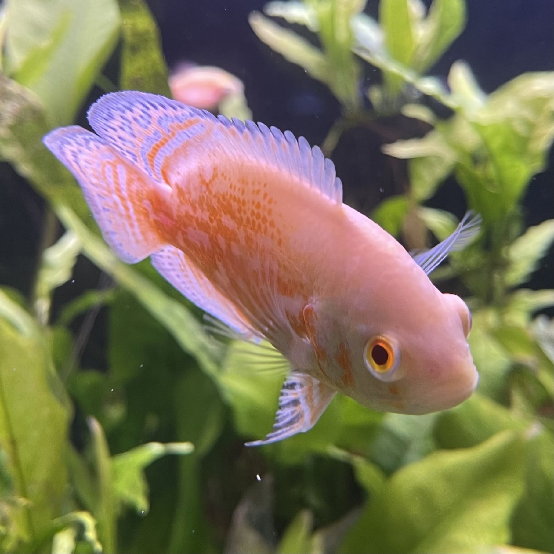 the-fish-farm Oscar Albino Tiger Oscar Albino Tiger Oscar - The Fish Farm