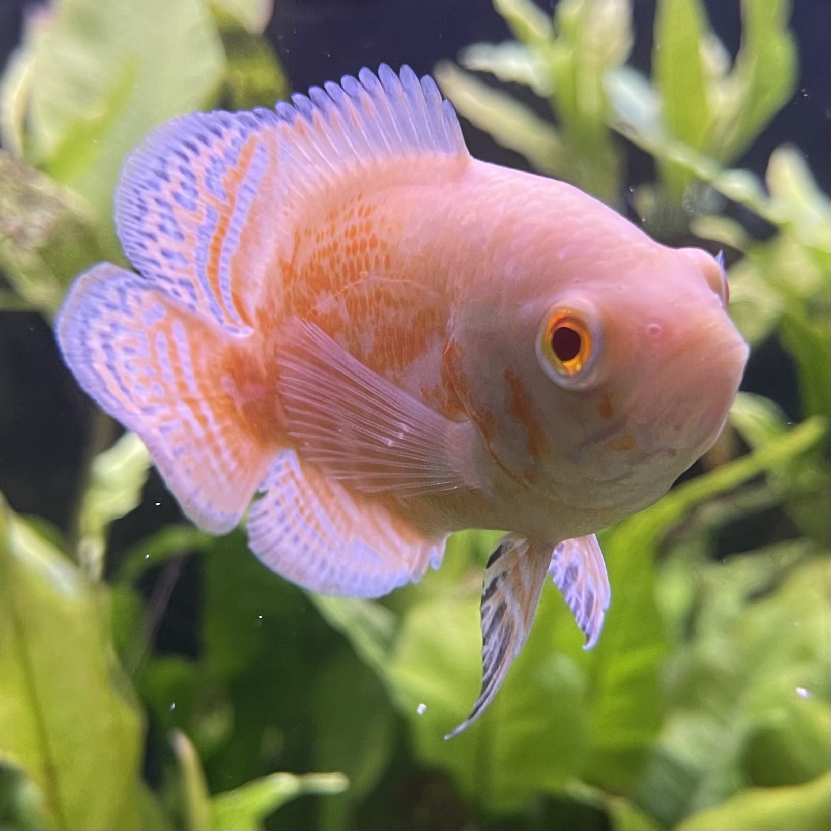 the-fish-farm Oscar Albino Tiger Oscar Albino Tiger Oscar - The Fish Farm
