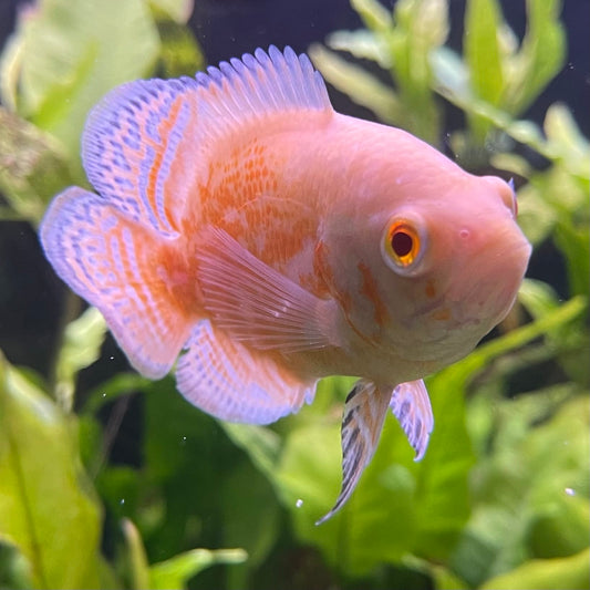 the-fish-farm Oscar Albino Tiger Oscar Albino Tiger Oscar - The Fish Farm