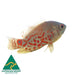 the-fish-farm Oscar Albino Tiger Oscar Albino Tiger Oscar - The Fish Farm