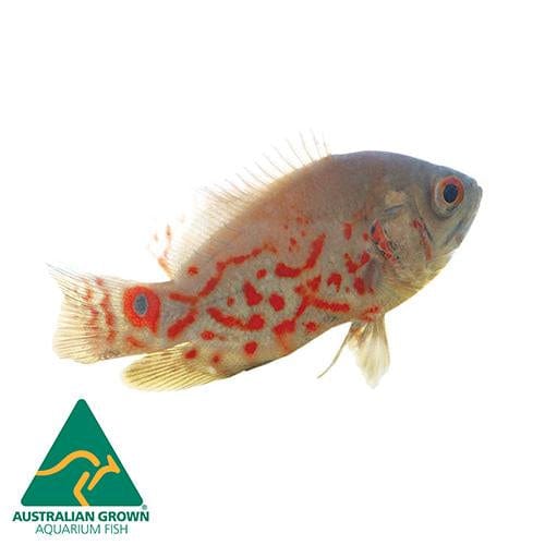 the-fish-farm Oscar Albino Tiger Oscar Albino Tiger Oscar - The Fish Farm