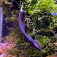 the-fish-farm Other Black Ghost Knife Fish Black Ghost Knife Fish - The Fish Farm
