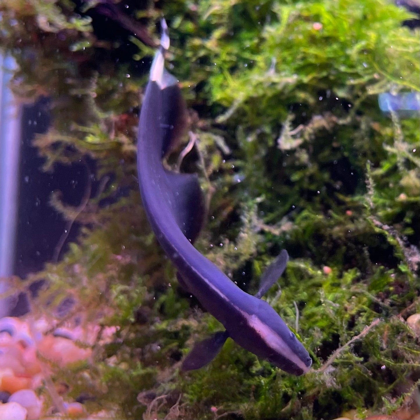 the-fish-farm Other Black Ghost Knife Fish Black Ghost Knife Fish - The Fish Farm