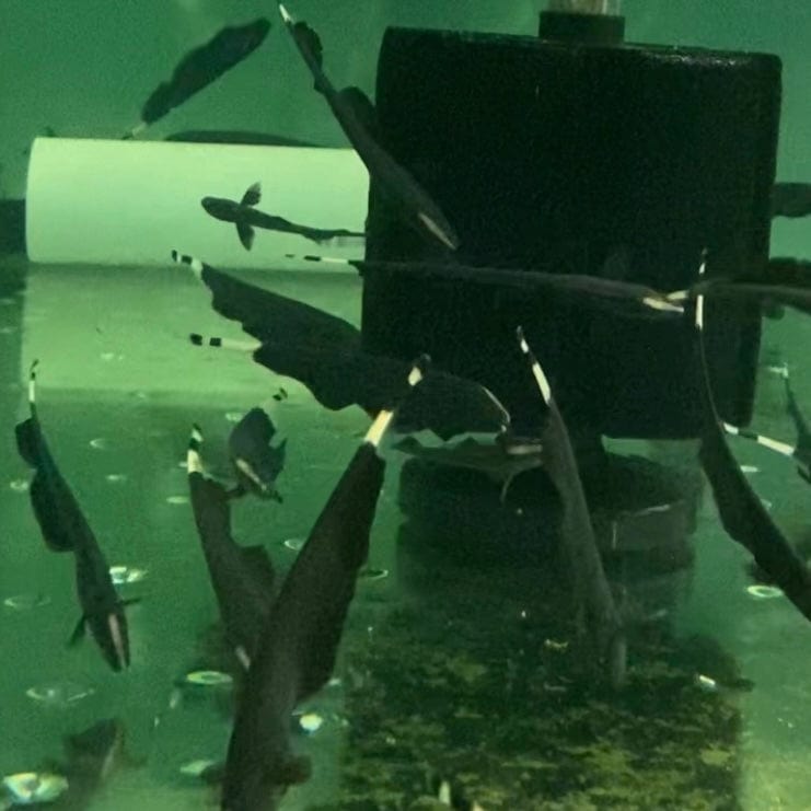 the-fish-farm Other Black Ghost Knife Fish Black Ghost Knife Fish - The Fish Farm