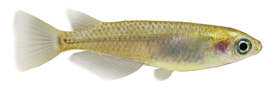 the-fish-farm Other Medakas Golden 3cm Medakas Golden 3cm - The Fish Farm
