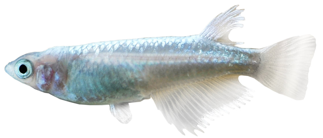 Medakas Platinum 3cm- The Fish Farm