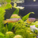 the-fish-farm Other Panchax Gold 5cm Panchax Gold 5cm - The Fish Farm