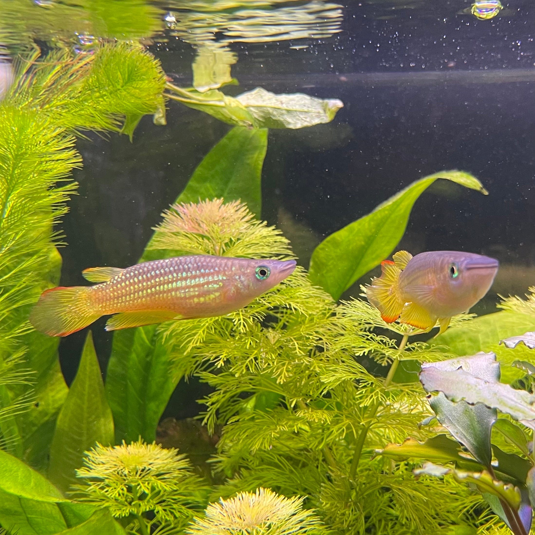 the-fish-farm Other Panchax Gold 5cm Panchax Gold 5cm - The Fish Farm