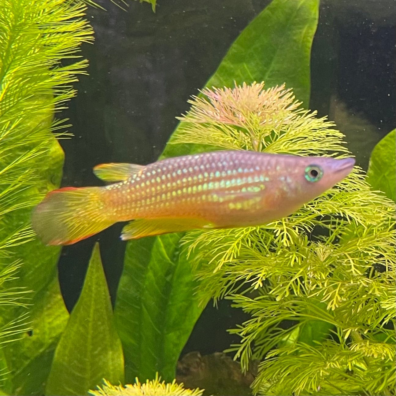 the-fish-farm Other Panchax Gold 5cm Panchax Gold 5cm - The Fish Farm