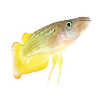 the-fish-farm Other Panchax Gold 5cm Panchax Gold 5cm - The Fish Farm