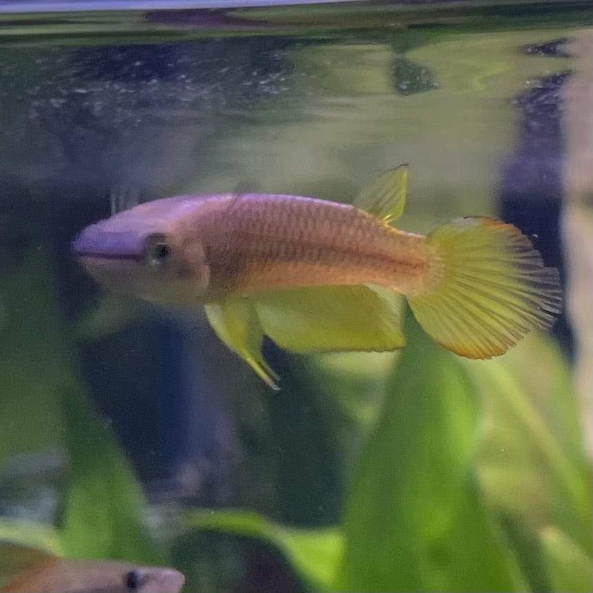 the-fish-farm Other Panchax Gold 5cm Panchax Gold 5cm - The Fish Farm
