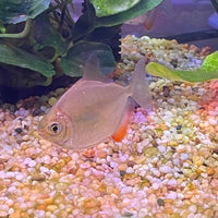 the-fish-farm Other Silver Dollar Silver Dollar - The Fish Farm