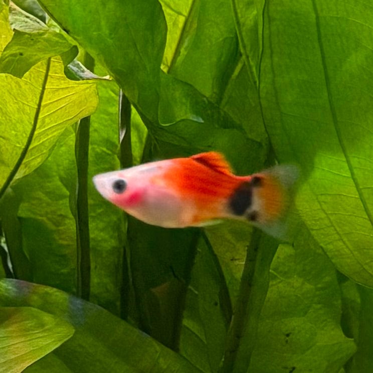 the-fish-farm Platy Platy - Apple 4cm Platy - Apple 4cm - The Fish Farm