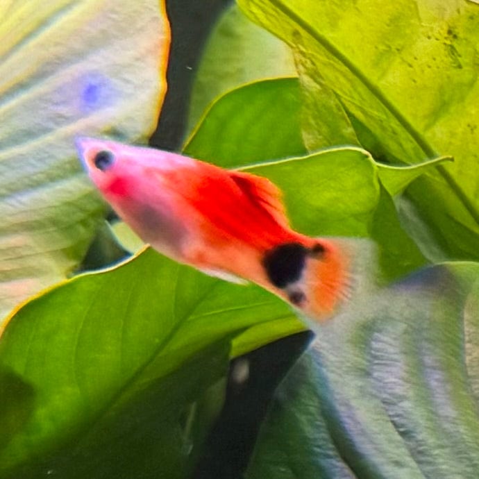 the-fish-farm Platy Platy - Apple 4cm Platy - Apple 4cm - The Fish Farm