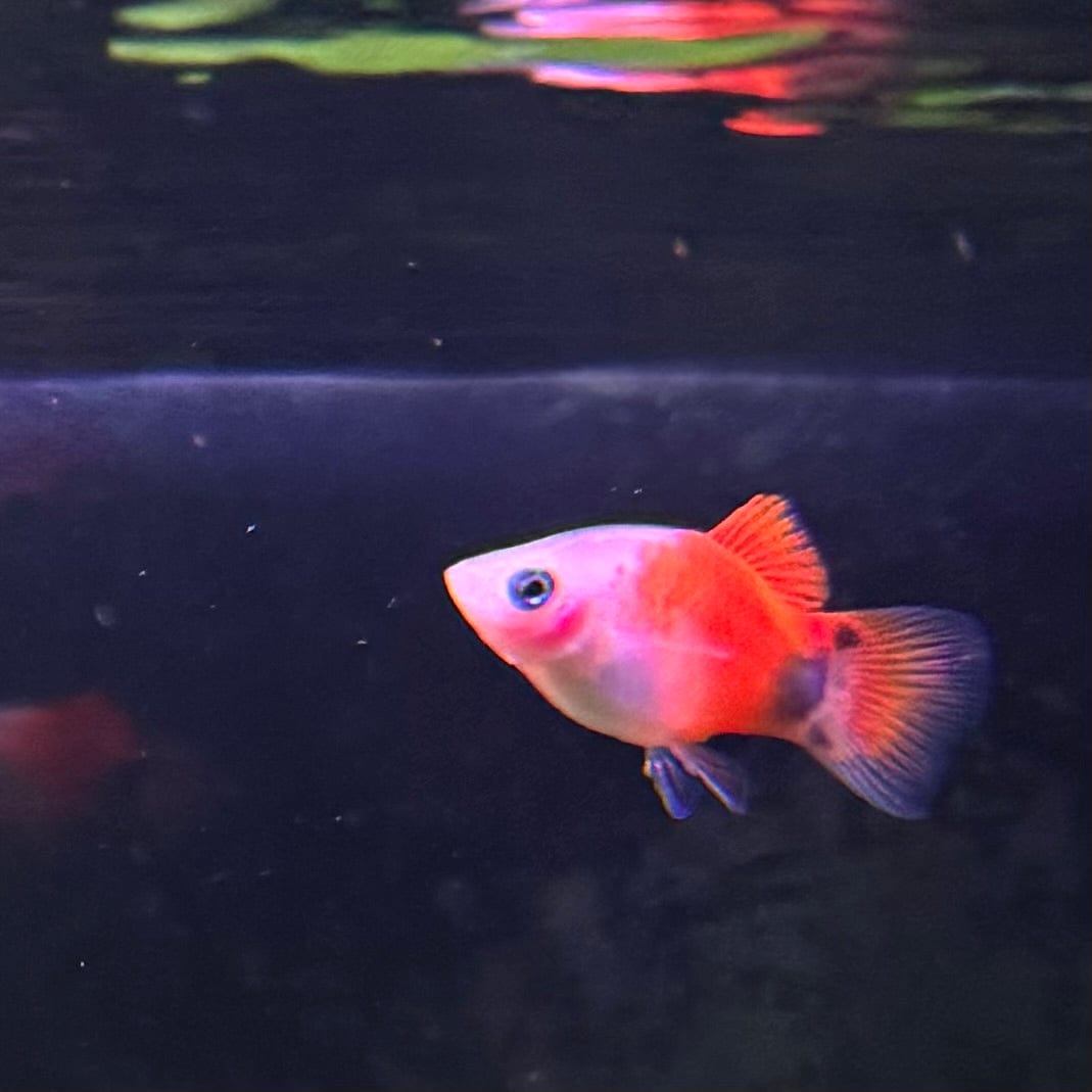 the-fish-farm Platy Platy - Apple 4cm Platy - Apple 4cm - The Fish Farm