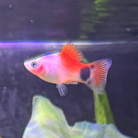 the-fish-farm Platy Platy - Assorted Colours Platy Assorted Colours - The Fish Farm