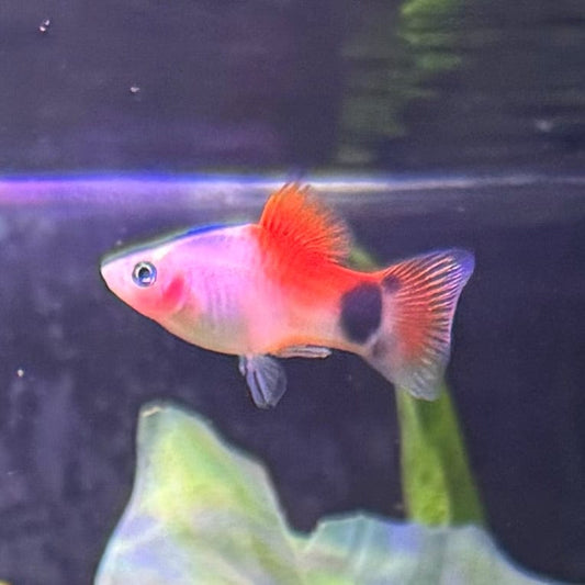 the-fish-farm Platy Platy - Assorted Colours Platy Assorted Colours - The Fish Farm