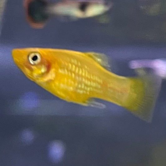 the-fish-farm Platy Platy - Banana 3-4cm Buy Banana Platies Aquarium Fish at The Fish Farm Australia