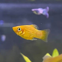 the-fish-farm Platy Platy - Banana 3-4cm Buy Banana Platies Aquarium Fish at The Fish Farm Australia
