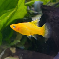 the-fish-farm Platy Platy - Banana 3-4cm Buy Banana Platies Aquarium Fish at The Fish Farm Australia