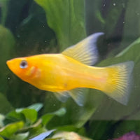 the-fish-farm Platy Platy - Banana 3-4cm Buy Banana Platies Aquarium Fish at The Fish Farm Australia