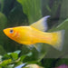 the-fish-farm Platy Platy - Banana 3-4cm Buy Banana Platies Aquarium Fish at The Fish Farm Australia