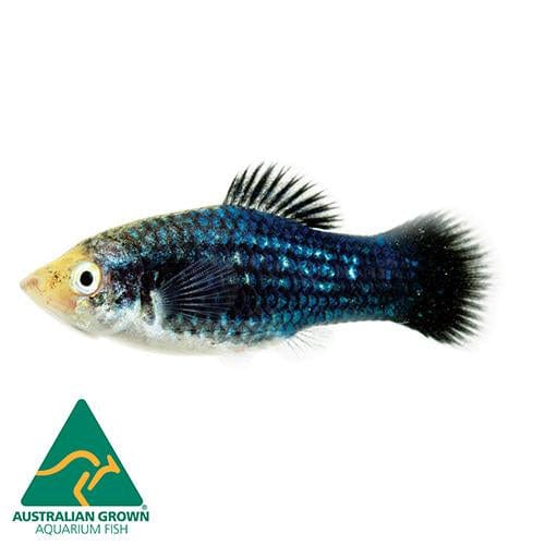 the-fish-farm Platy Platy - Black 4cm Black Platy 4cm  - The Fish Farm