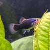 the-fish-farm Platy Platy - Black 4cm Black Platy 4cm  - The Fish Farm