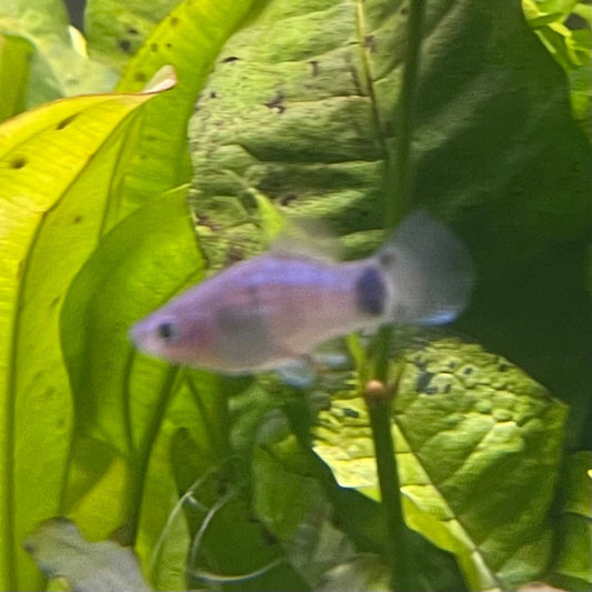 the-fish-farm Platy Platy - Blue Mickey Mouse 3-4cm Buy Blue Mickey Mouse Platies from The Fish Farm Australia