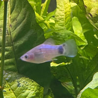 the-fish-farm Platy Platy - Blue Mickey Mouse 3-4cm Buy Blue Mickey Mouse Platies from The Fish Farm Australia