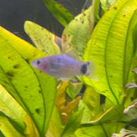 the-fish-farm Platy Platy - Blue Mickey Mouse 3-4cm Buy Blue Mickey Mouse Platies from The Fish Farm Australia