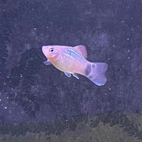 the-fish-farm Platy Platy - Blue Mickey Mouse 3-4cm Buy Blue Mickey Mouse Platies from The Fish Farm Australia